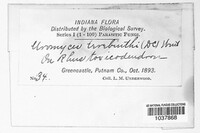 Pileolaria terebinthi image